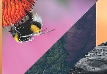 Being + doing, at the same time?